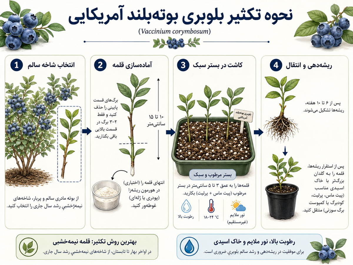 بلوبری بوته‌بلند آمریکایی - رایج‌ترین نوع تجاری بلوبری